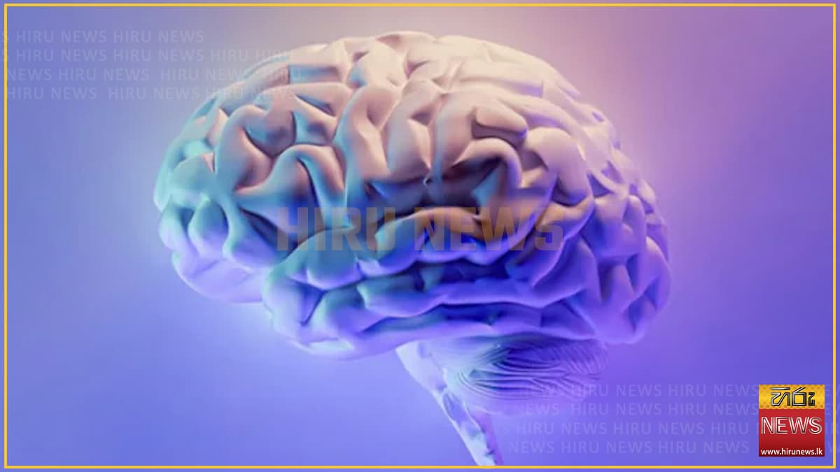 මිනිස් මොළයේ ක්ෂුද්‍ර ප්ලාස්ටික් ඇති බව නවතම අධ්‍යනයකින් හෙළිවෙයි