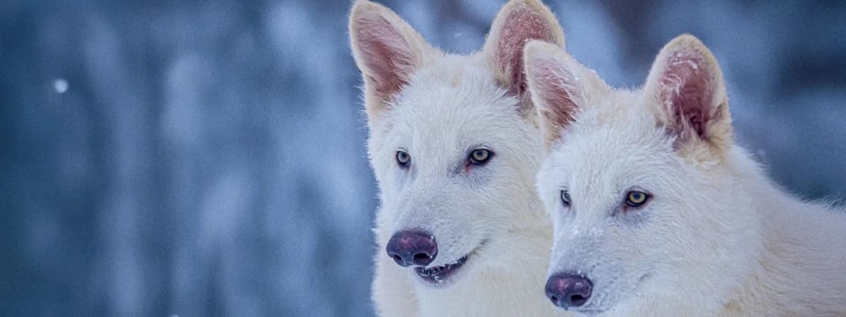 ලොවක් මවිත කළ විශ්මිත උප්පත්තිය.. මේක වසර 13,000ක් පැරණි කතාවක්...