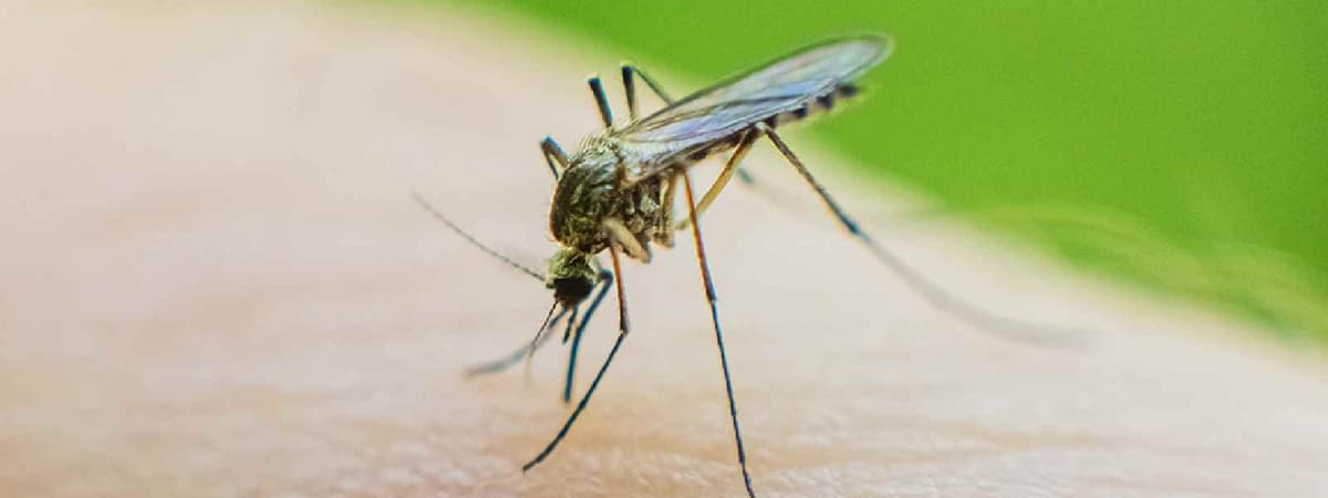 ශ්‍රී ලංකාවට ආවේණික නව මදුරු විශේෂයක්...