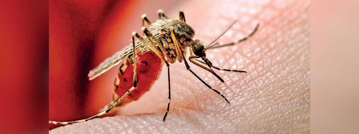 රත්නපුර රෝහලේ ඩෙංගු වැළඳුණු සෞඛ්ය සේවකයින් ගණන දක්වා ඉහළට