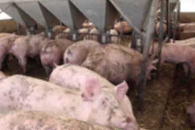 සූකර උණ තවත් පළාත් කිහිපයකට පැතිරෙයි