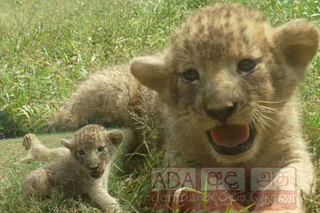 රිදියගම හැඩකරන ඩෝරා සහ ලාරාගේ සිංහ පැටව්