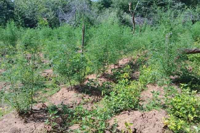 තණමල්විලින් වැටලූ ගංජා හේන