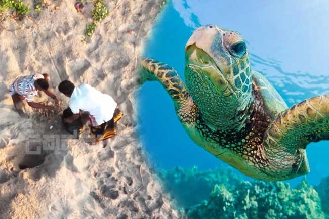 කැස්බෑ බිත්තර විකුණන ජාවාරම්කරුවන් උකුස්සා රටටම හෙළිකරයි