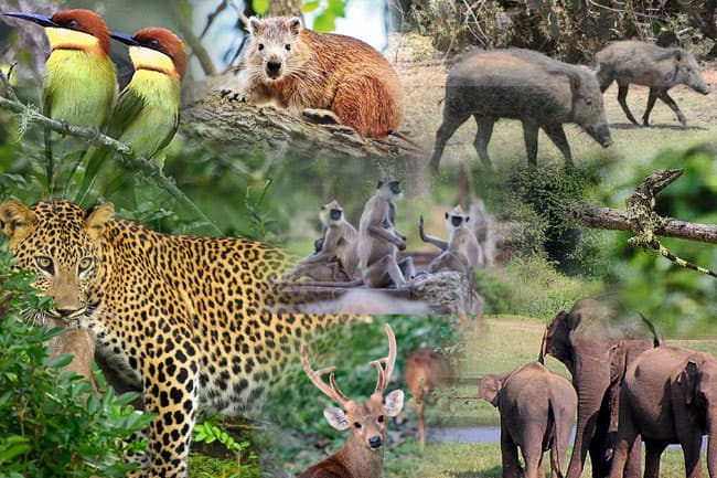 ලෝක වනජීවී දිනය අදයි